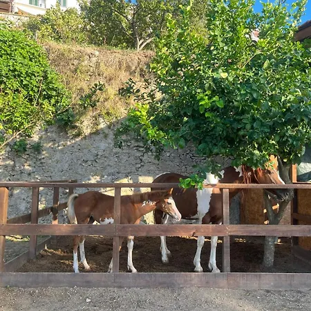 Corte Degli Ulivi Vendégház Vico Equense