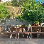 Corte Degli Ulivi Πανσιόν Vico Equense